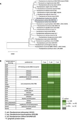 Transposon mutagenesis and genome sequencing identify two novel, tandem genes involved in the colony spreading of Flavobacterium collinsii, isolated from an ayu fish, Plecoglossus altivelis